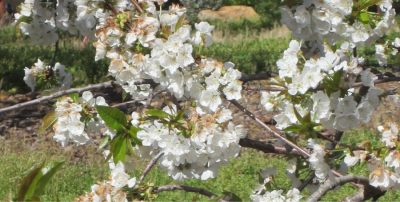 California Nuts About Spring